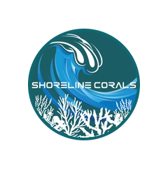Shoreline Corals