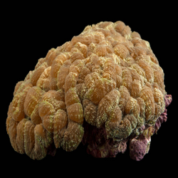 Closed Brain Corals
