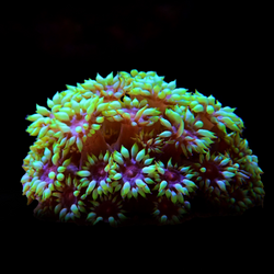 Flowerpot Corals