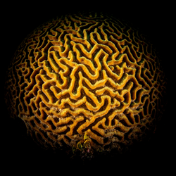 Maze Brain  Corals