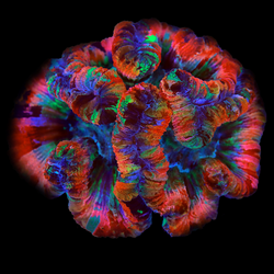 Open Brain Corals